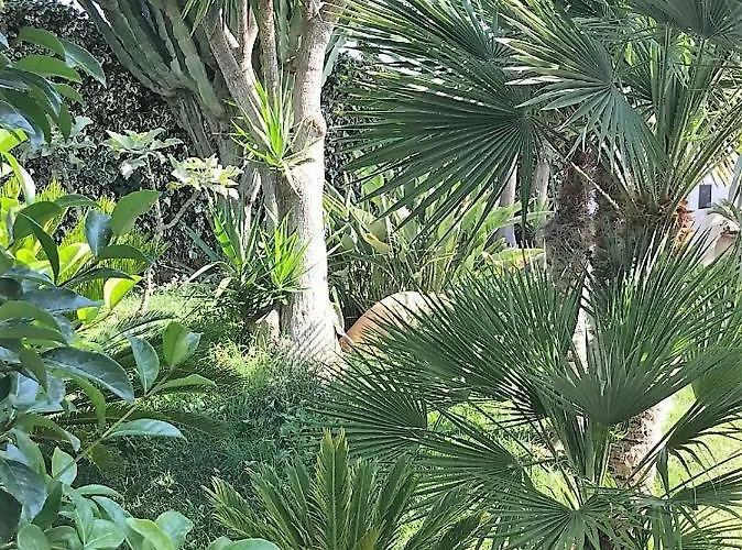 فيلة The Queen's House *